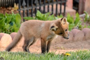 curious lawn fox