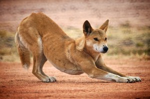 dingo